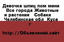 Девочка шпиц пом мини - Все города Животные и растения » Собаки   . Челябинская обл.,Куса г.